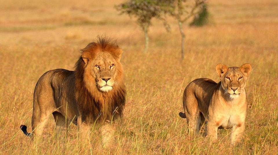 4 Day Tanzania Safari Lake Manyara - Africa Joy Tours - Tanzania - Image 2