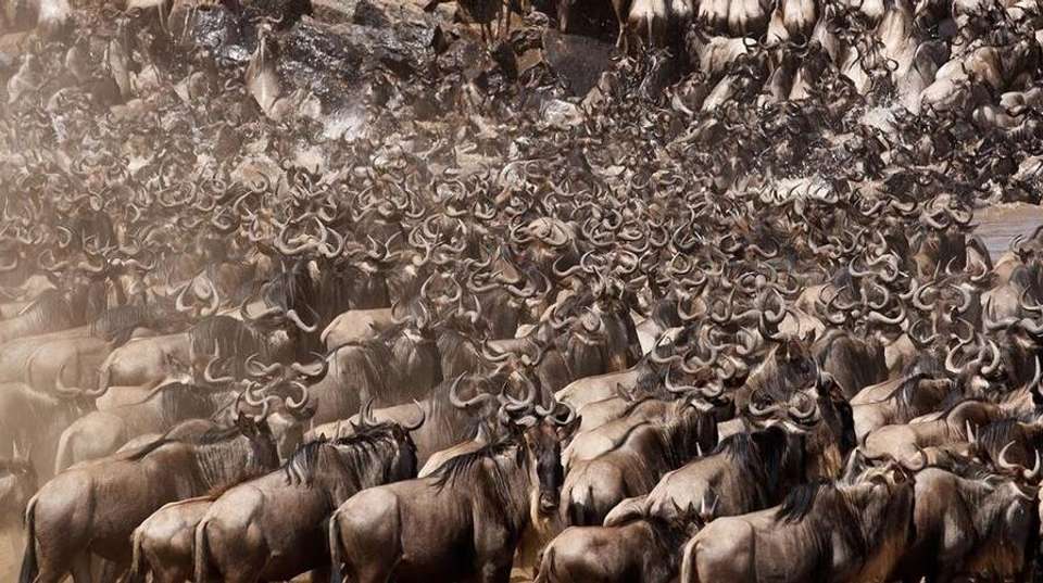 4 Day Tanzania Safari Lake Manyara - Africa Joy Tours - Tanzania - Image 3