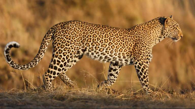 Arusha National parks Tour: The Best of Tanzania: 6-Day Safari