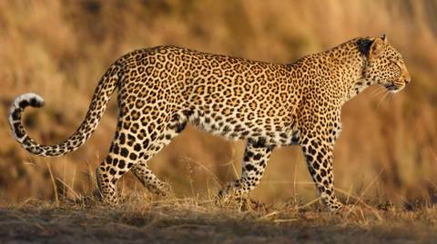 Serengeti National Park National Parks Tour: The Best Of Tanzania: 6-day Safari