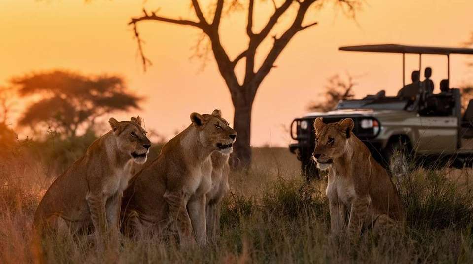 The Best of Tanzania: 6-Day Safari - Africa Joy Tours - Tanzania - Image 2