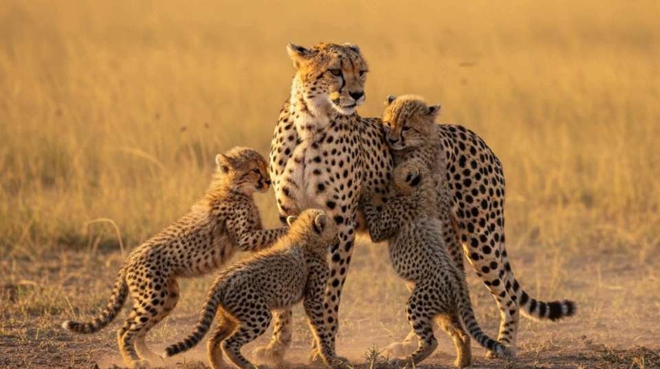 8 Days Tanzania Adventure Safari - Africa Joy Tours - Tanzania - Image 2