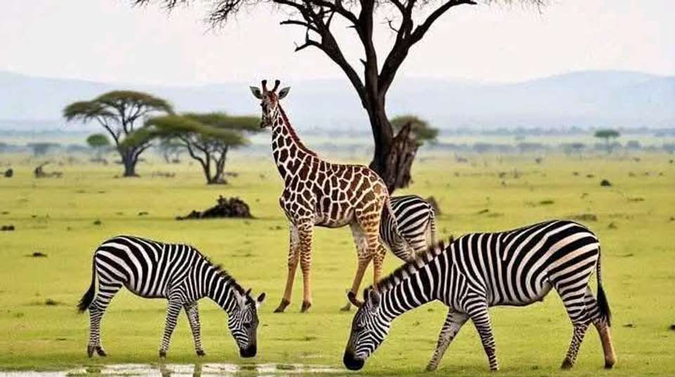 8 Days Tanzania Adventure Safari - Africa Joy Tours - Tanzania - Image 3