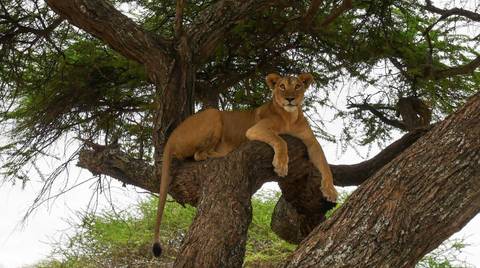 8 Days Tanzania Adventure Safari - August 2026