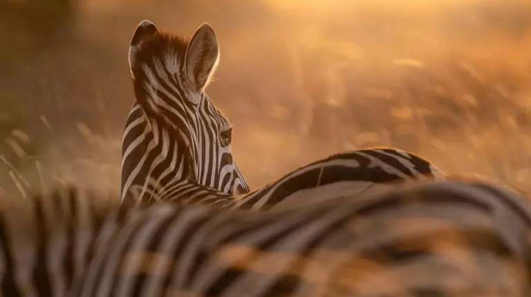 10 Days Base Camp Safari Tanzania - 10 days