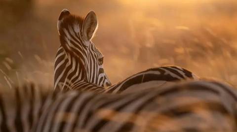 Serengeti National Park National Parks Tour: 10 Days Base Camp Safari Tanzania