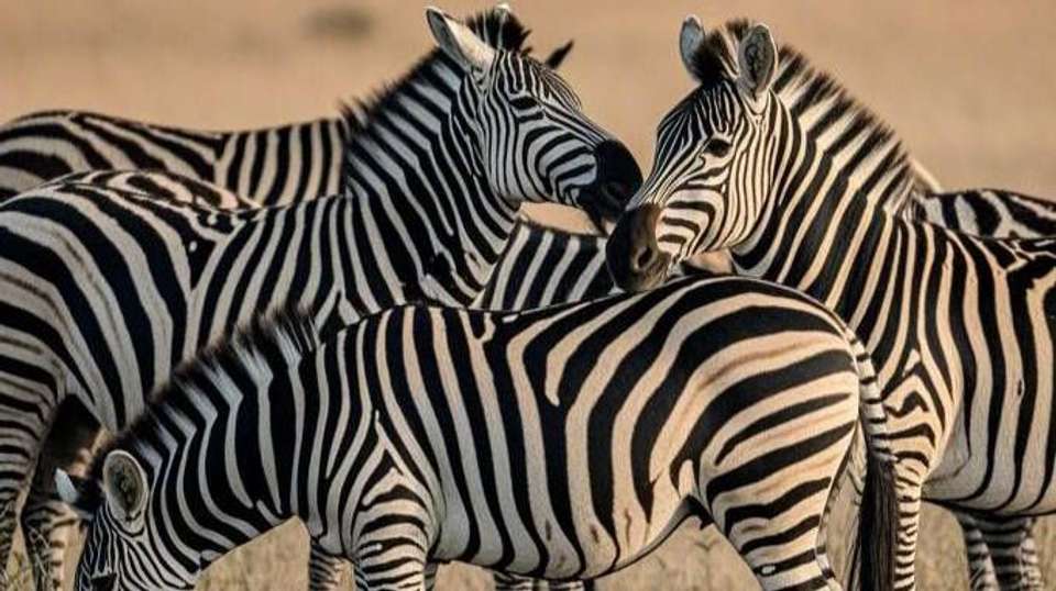 10 Days Base Camp Safari Tanzania - Africa Joy Tours - Tanzania - Image 6