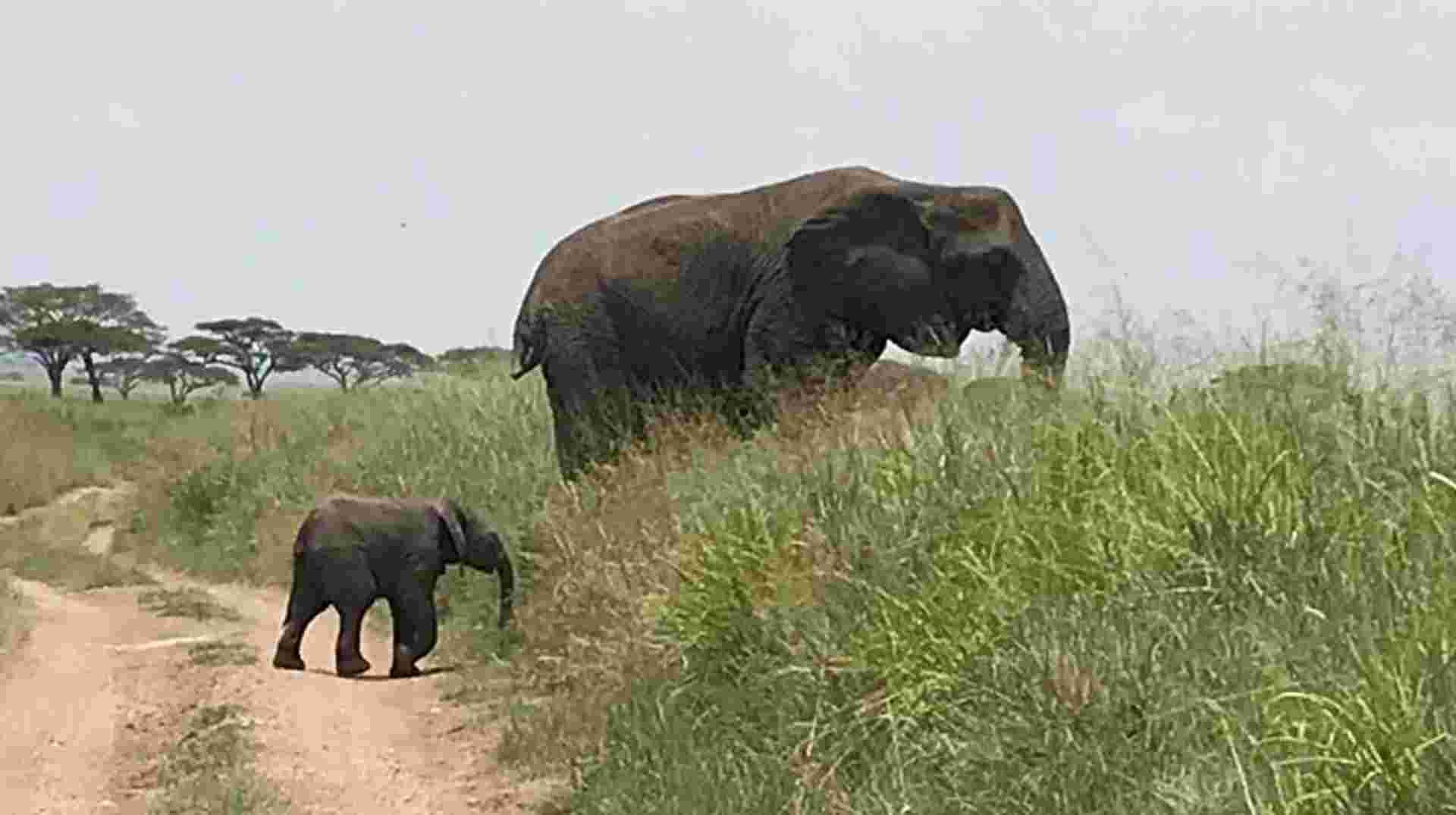 3 Day Tanzania Safari Tarangire, Lake Manyara, Ngorongoro