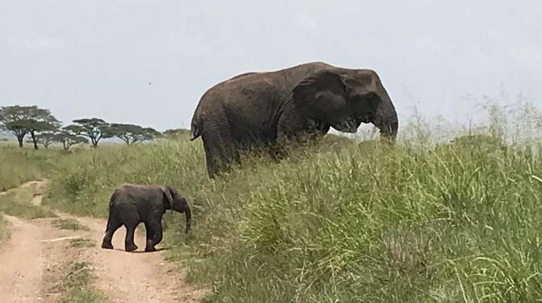 3 Day Tanzania Safari Tarangire, Lake Manyara, Ngorongoro - 3 days