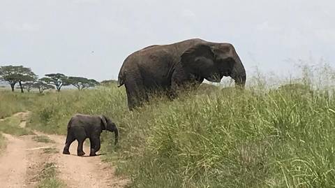 3 Day Tanzania Safari Tarangire, Lake Manyara, Ngorongoro - March 2026