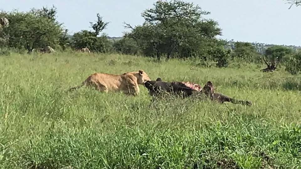 3 Day Tanzania Safari Tarangire, Lake Manyara, Ngorongoro - Simba Adventures Ltd - Tanzania - Image 3