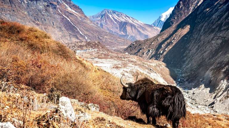 Langtang, Gosainkund and Helambu Trek trip - alternative tour available