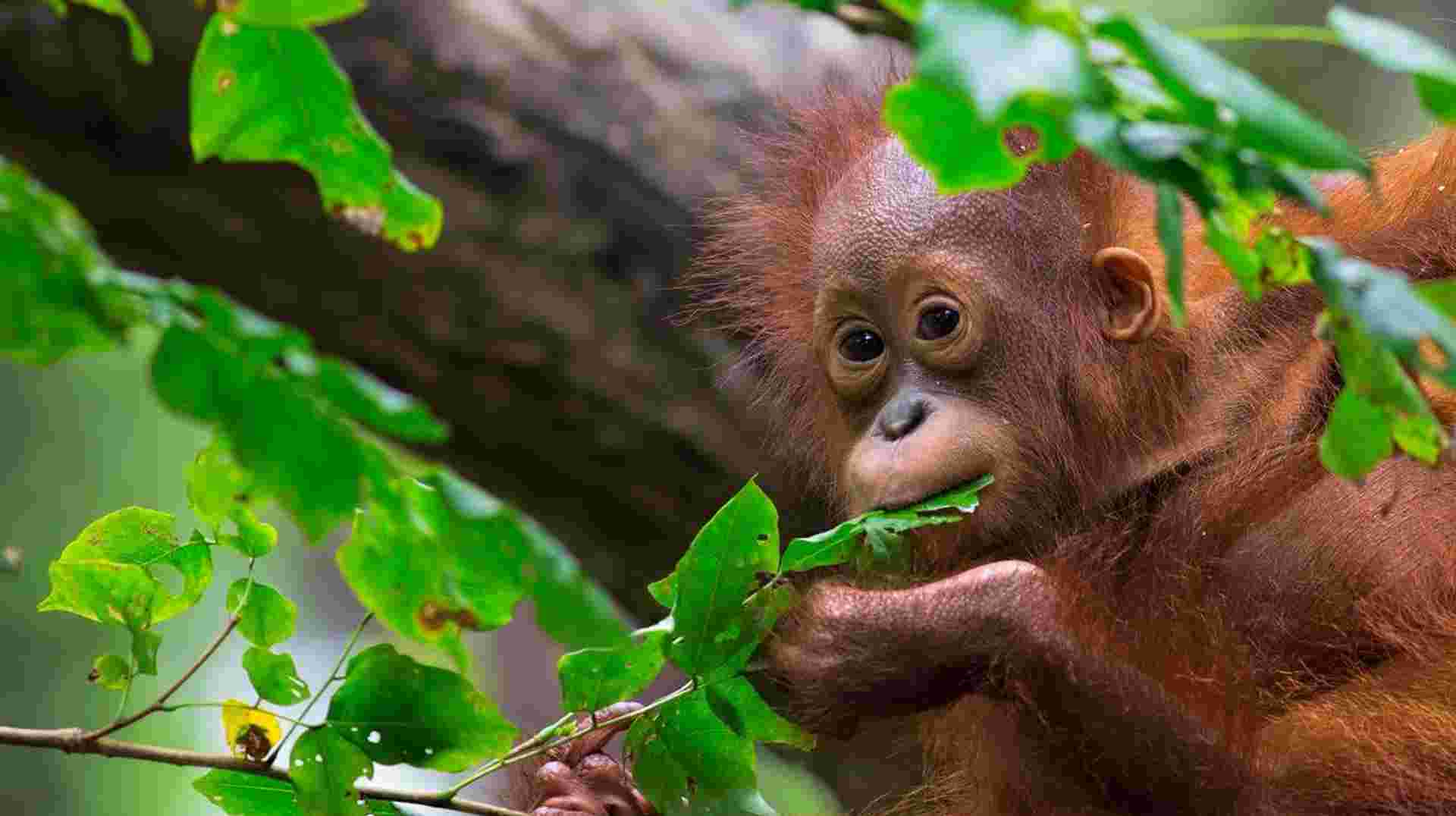 Borneo Malaysia Discovery Tour