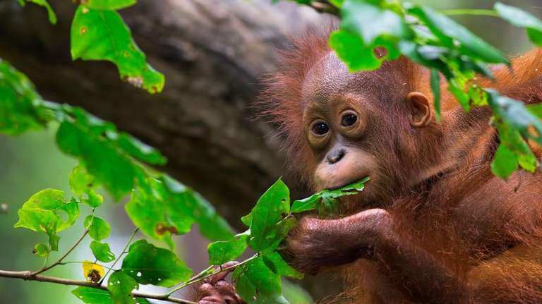 Borneo Malaysia Discovery Tour trip - alternative tour available