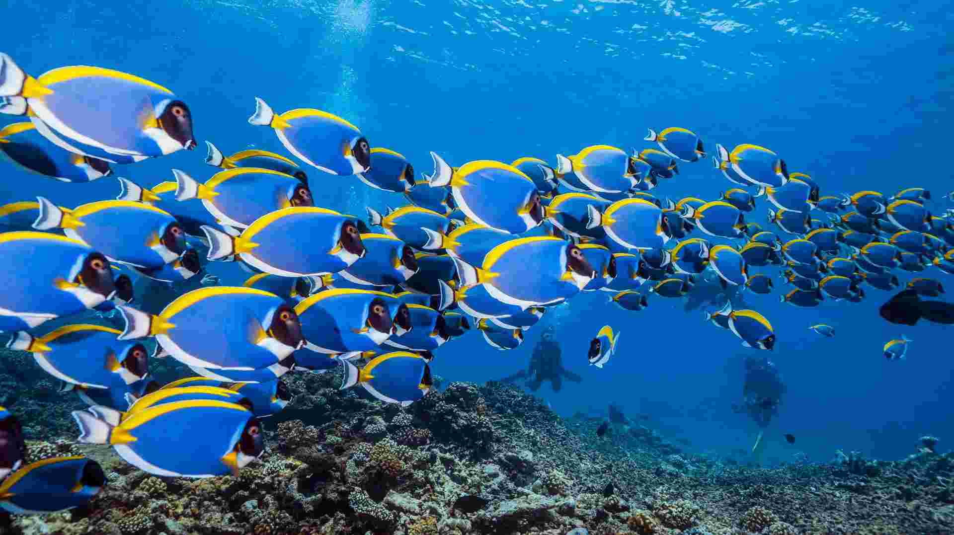 Maldives Island Explorer