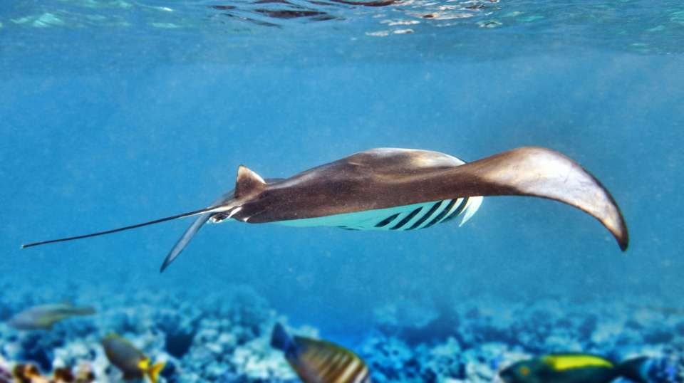 Maldives Island Explorer - Encounters Travel - Maldives - Image 6