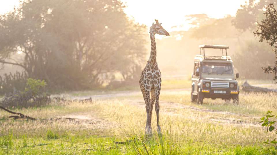 4-day Kruger Safari Camping - undefined - Image 2