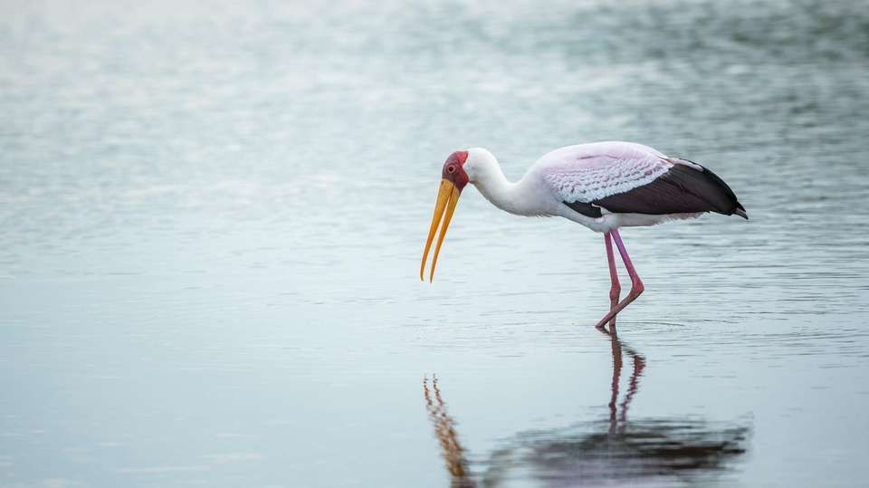 4-day Kruger Safari Camping - undefined - Image 3