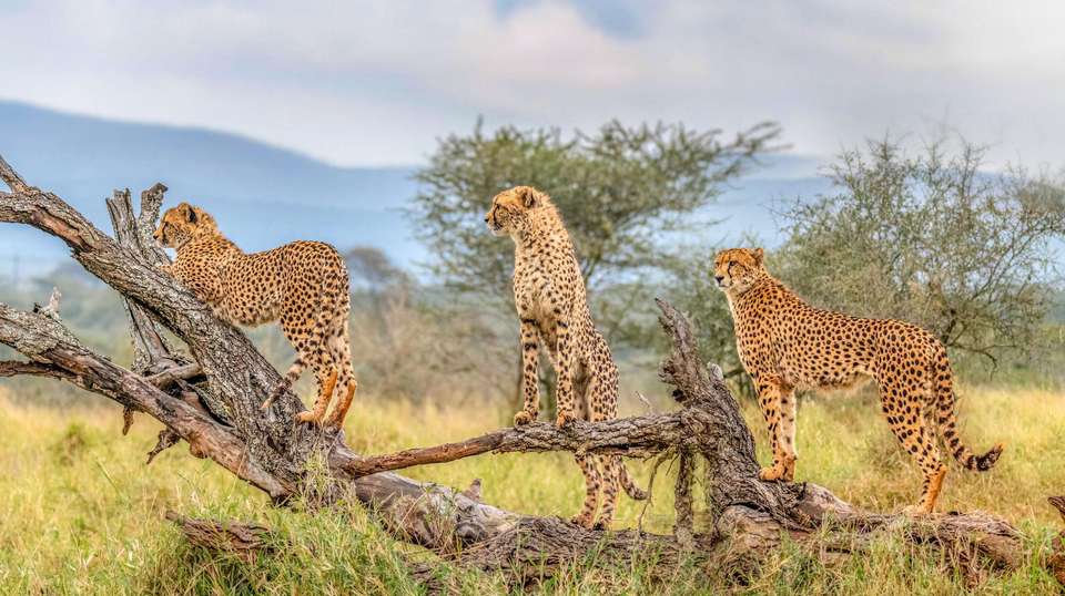 4-day Kruger Safari Camping - undefined - Image 4
