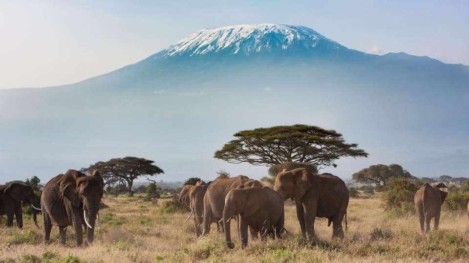 10-day Serengeti to Zanzibar Camping - Acacia Africa - Kenya - Image 4