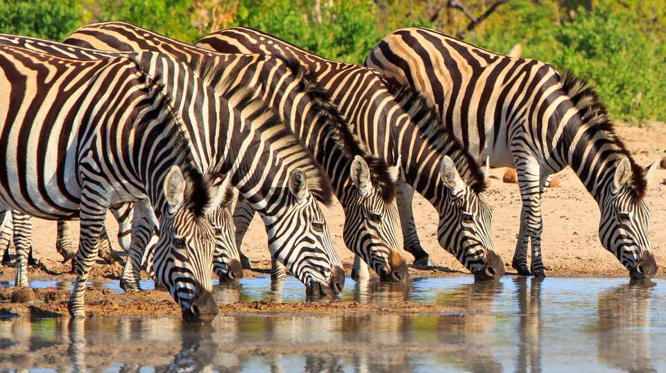 14-day Zimbabwe  Mozambique Explorer Camping - Acacia Africa - Zimbabwe - Image 3