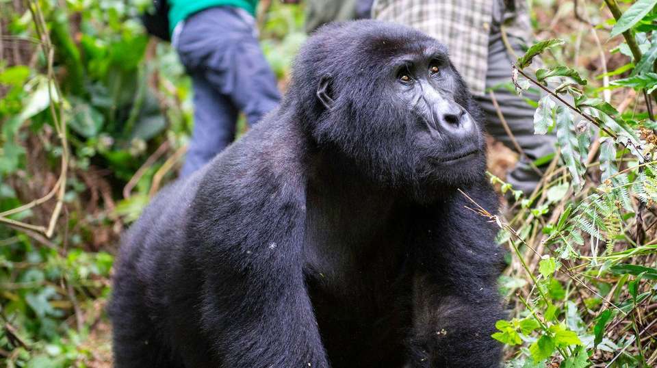 6-day Gorilla Encounter Camping - Acacia Africa - Uganda - Image 3