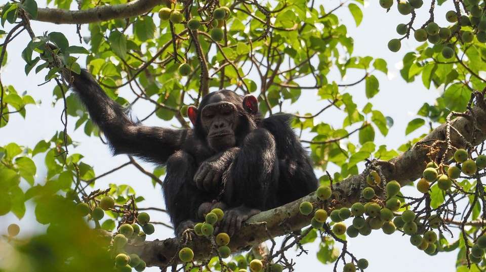 14-day Game Parks  Gorillas Camping - Acacia Africa - Kenya - Image 3