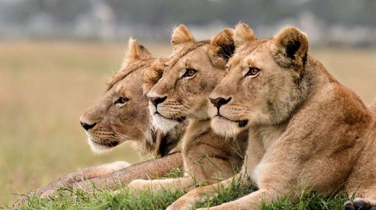 13-day Kenya  Tanzania Adventure Camping