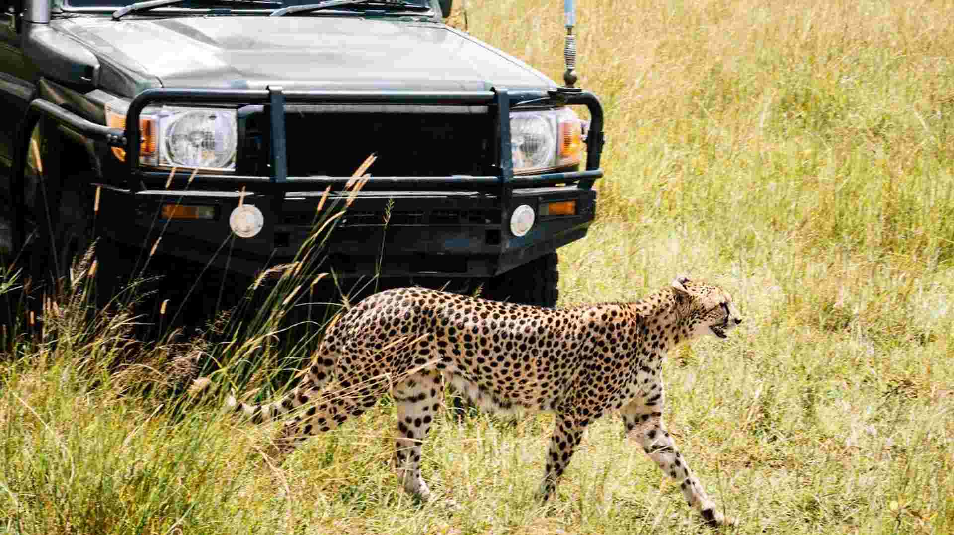 11-day Zanzibar to Serengeti Camping
