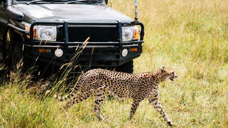 11-day Zanzibar to Serengeti Camping trip - alternative tour available