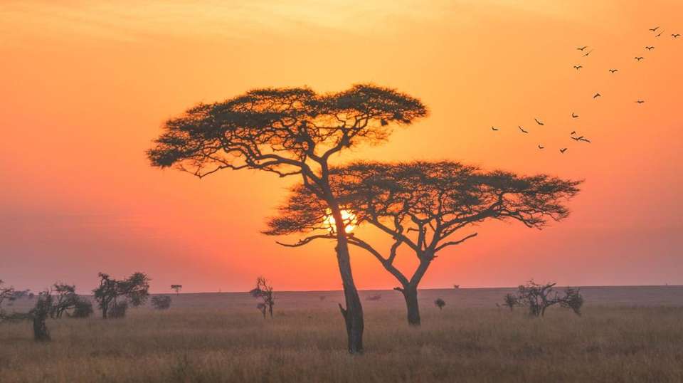 11-day Zanzibar to Serengeti Camping - Acacia Africa - Tanzania - Image 2
