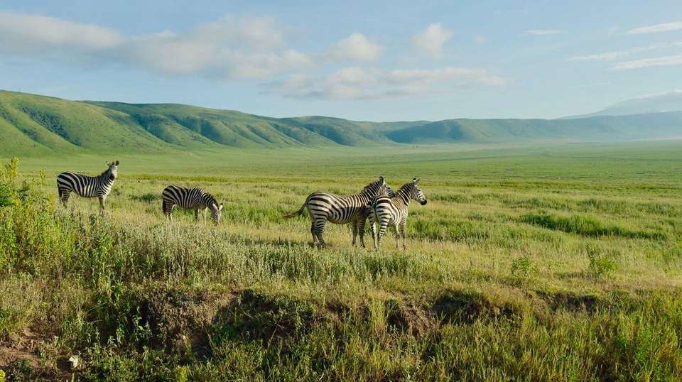 11-day Zanzibar to Serengeti Camping - Acacia Africa - Tanzania - Image 4