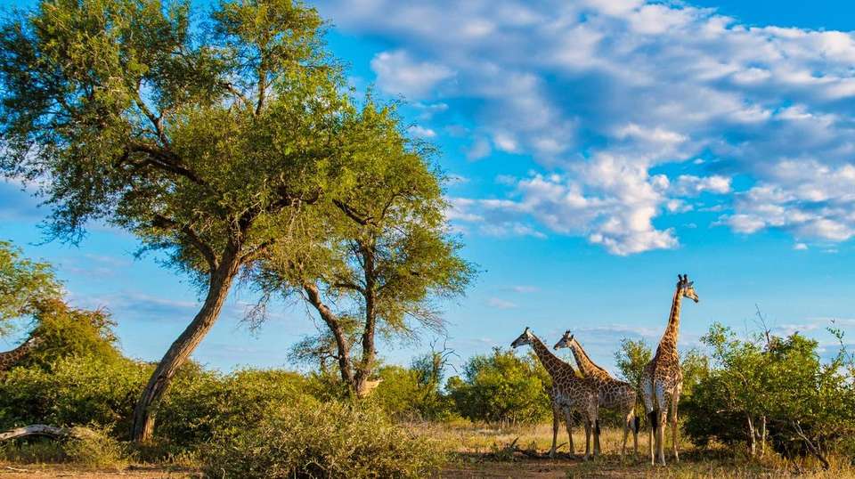 31-day Masai Mara to Victoria Falls  Kruger Camping - Acacia Africa - Kenya - Image 1