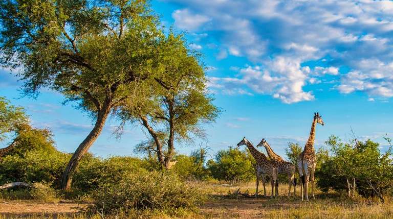 22-day Zanzibar, Victoria Falls  Kruger Camping trip - alternative tour available