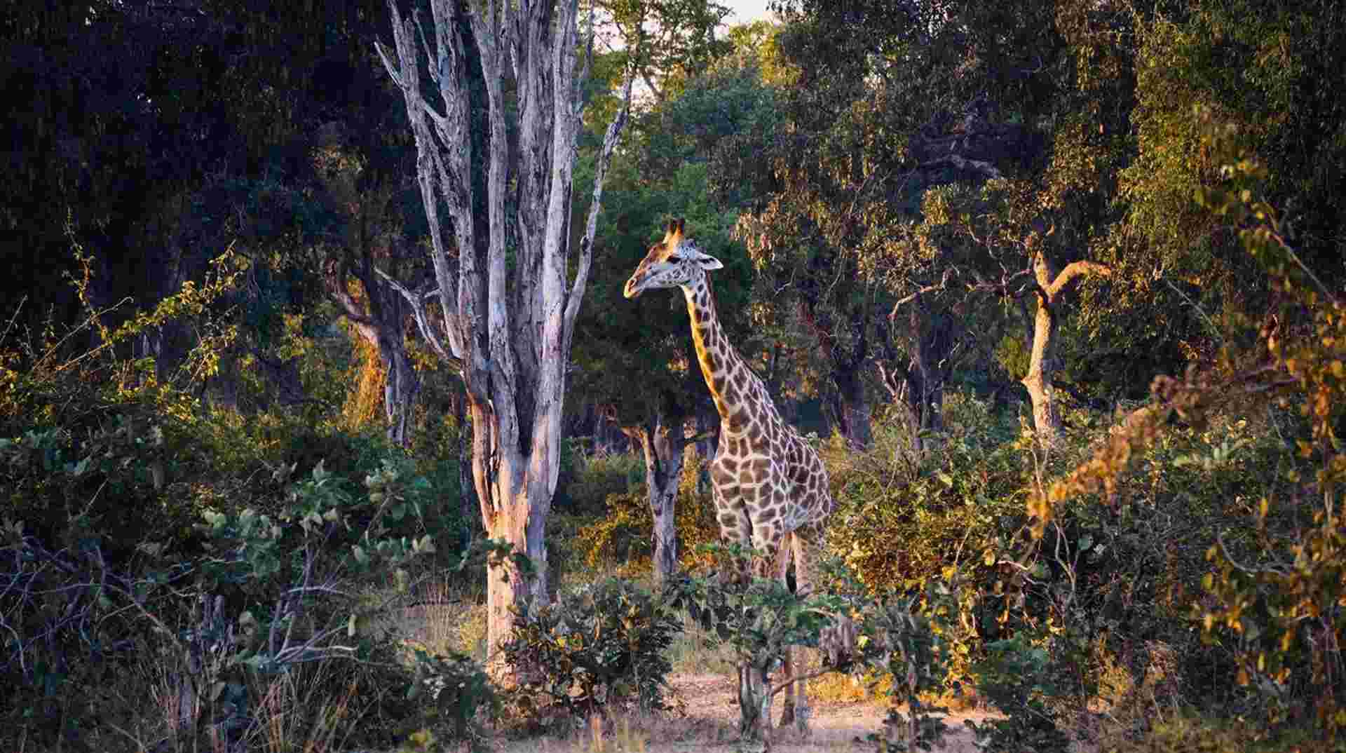 21-day Victoria Falls to Serengeti Camping