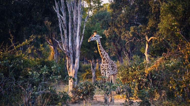 Nairobi Wildlife Tour: 21-day Victoria Falls to Serengeti Camping