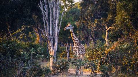 Nairobi Wildlife Tour: 21-day Victoria Falls To Serengeti Camping