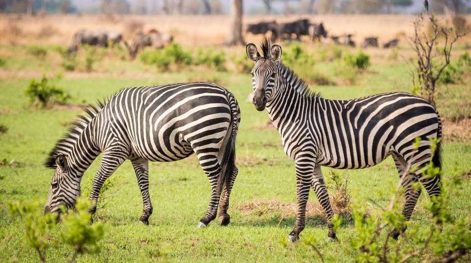 21-day Victoria Falls to Serengeti Camping - Acacia Africa - Zambia - Image 4