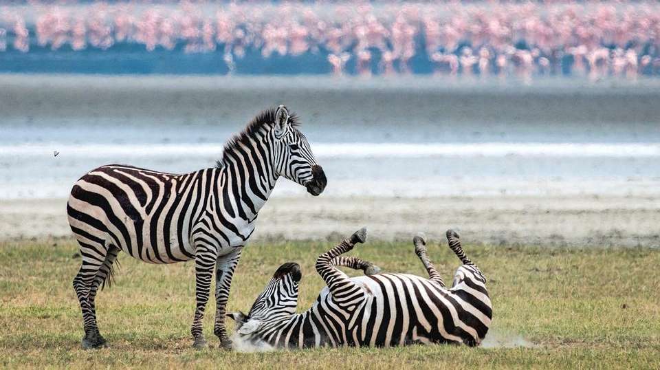 43-day Kenya to Cape Town Camping - Acacia Africa - Kenya - Image 5