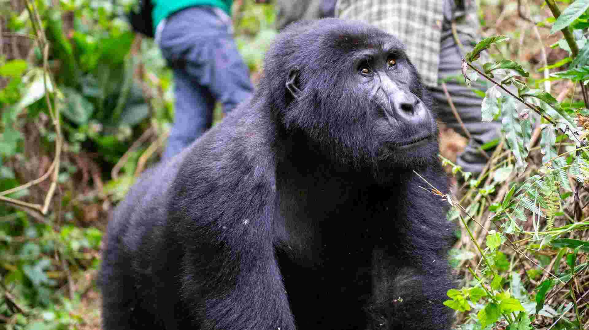56-day Cape Town to Gorillas Camping