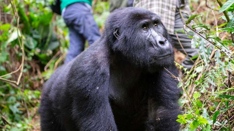 56-day Cape Town to Gorillas Camping trip - alternative tour available