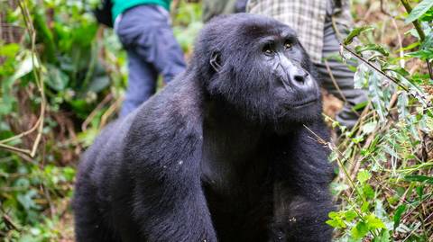 Windhoek Wildlife Tour: 56-day Cape Town To Gorillas Camping