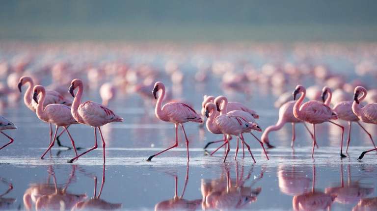 Nairobi Active and outdoor Tour: 39-day Gorillas to Victoria Falls Camping
