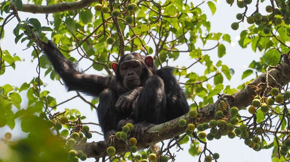 39-day Gorillas to Victoria Falls Camping - Acacia Africa - Kenya - Image 3