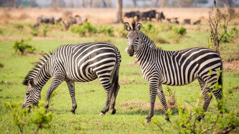 39-day Gorillas to Victoria Falls Camping - Acacia Africa - Kenya - Image 4
