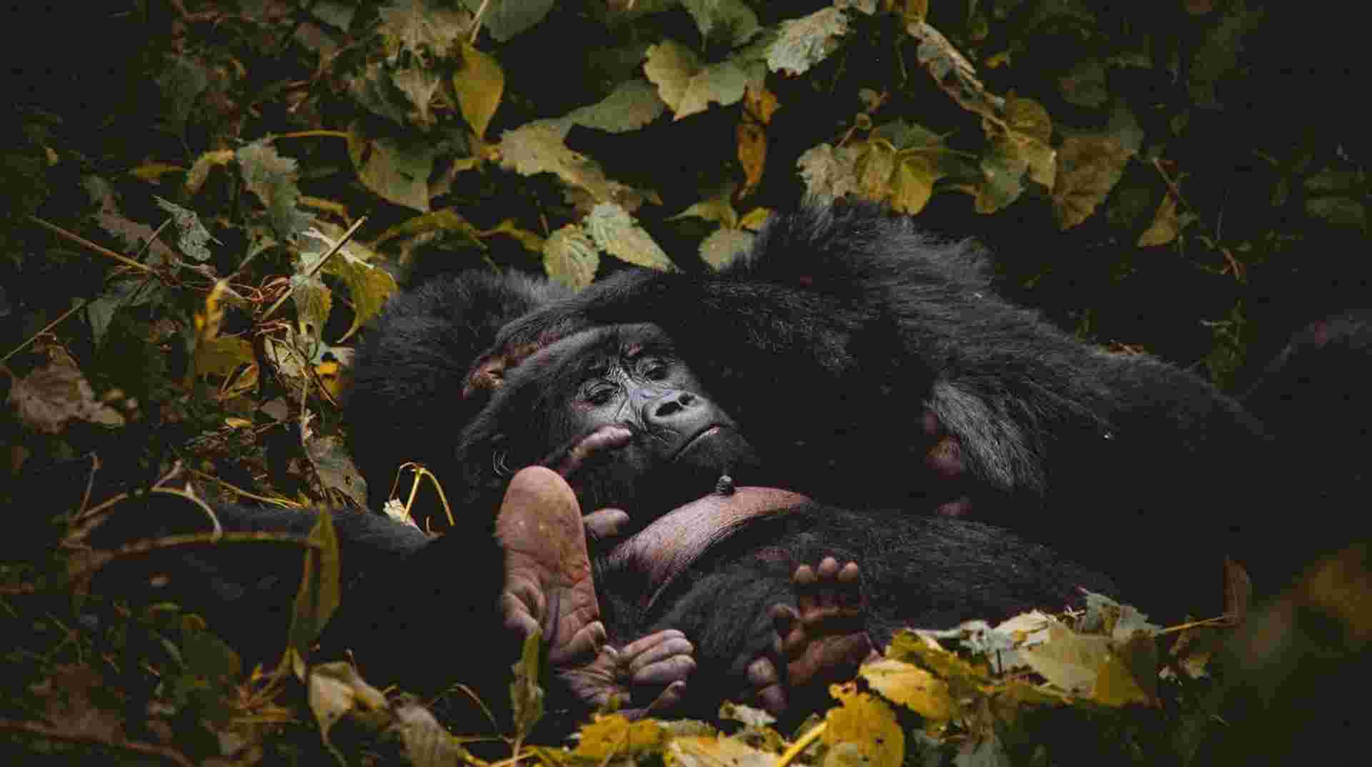 58-day Gorillas to Cape Town Camping