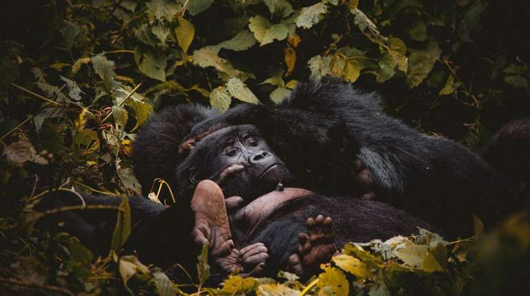 Nairobi Overland Journeys Tour: 58-day Gorillas to Cape Town Camping