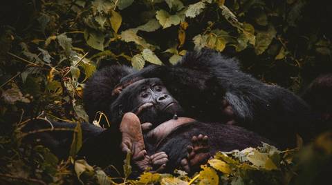 Windhoek Wildlife Tour: 58-day Gorillas To Cape Town Camping