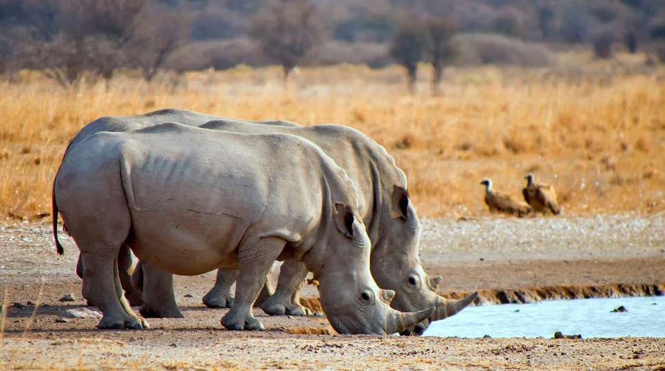 7-day Okavango Wilderness Trail Accommodated - undefined - Image 3