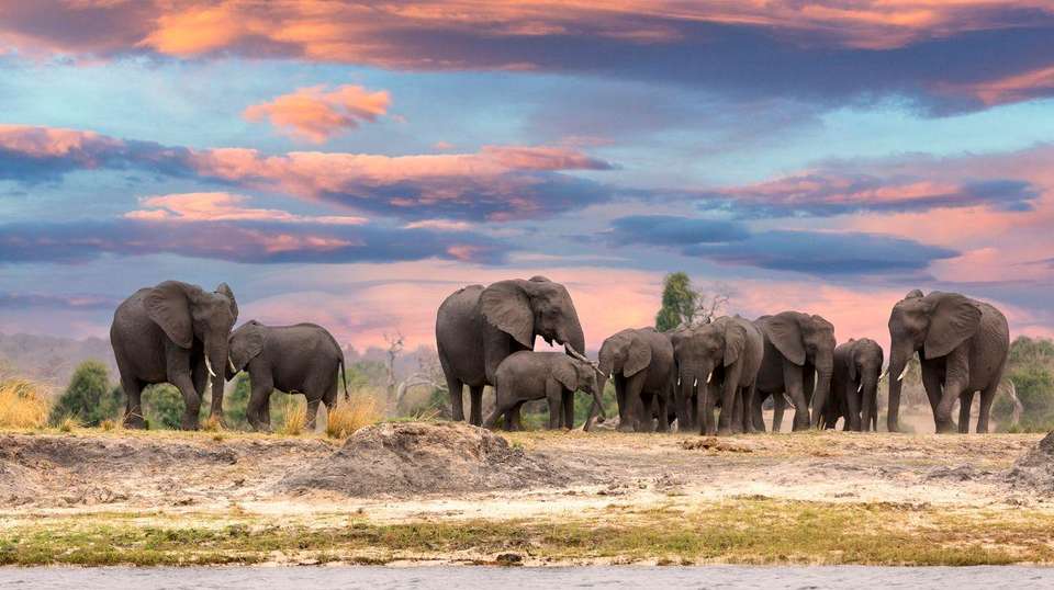 12-day Delta, Chobe  Victoria Falls Accommodated - Acacia Africa - South Africa - Image 2